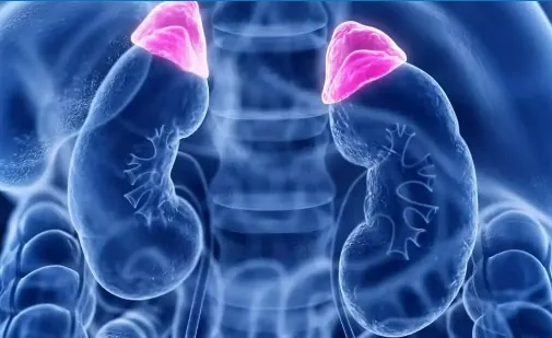 Illustration of adrenal glands highlighted above the kidneys