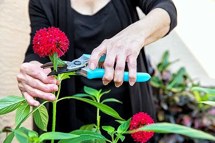 Older woman pruning red flowers in a garden