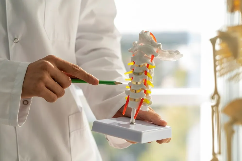 Doctor pointing to a spine model with a pen