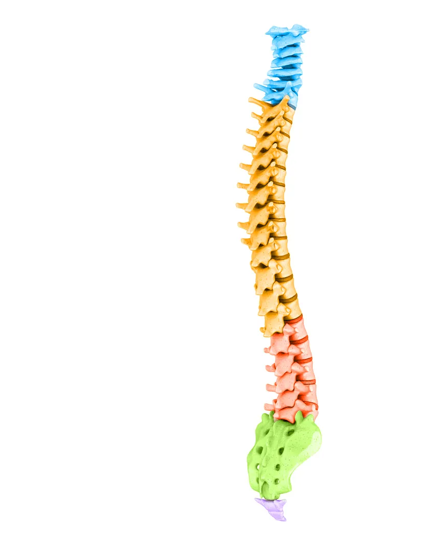 Color-coded model of the full spine by region